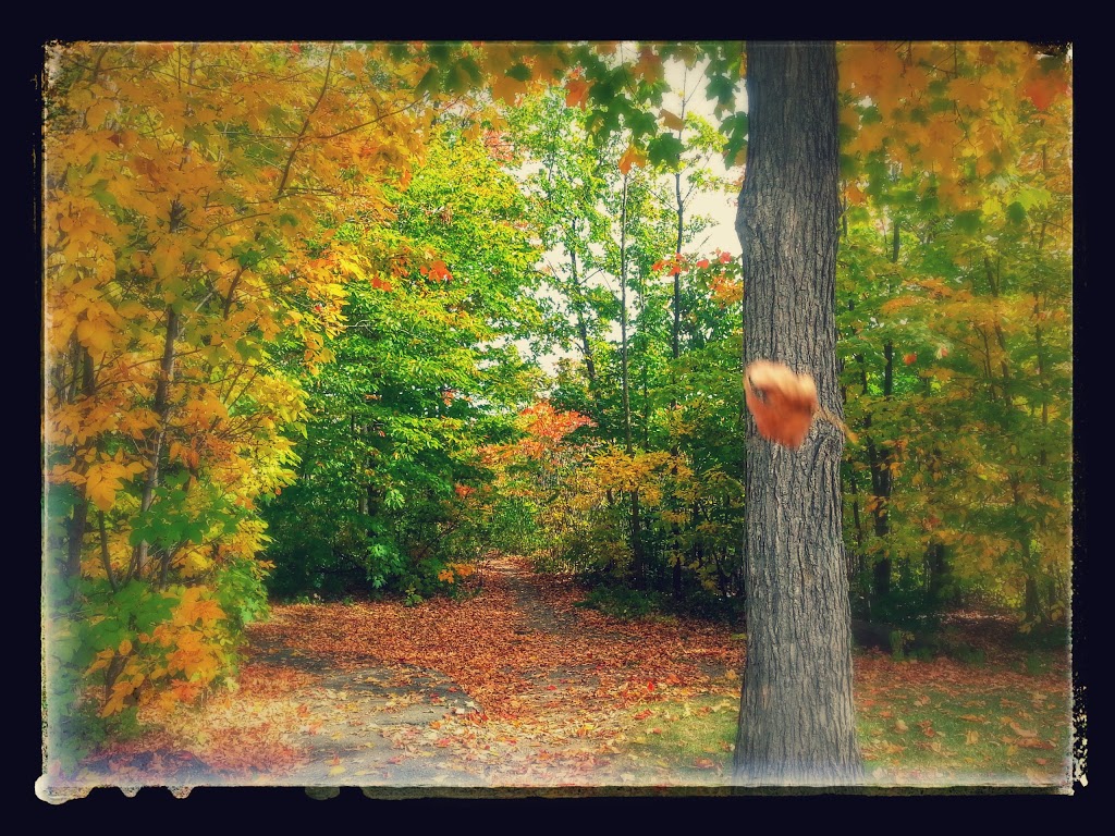 Joe Jamieson Park | Orléans, ON K1C 5L4, Canada | Phone: (613) 580-2400