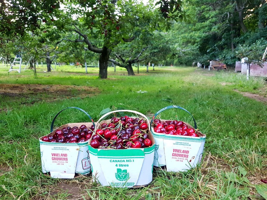 Weilands Cherry Farm | 1625 Haist St, Fonthill, ON L0S 1E0, Canada | Phone: (905) 892-3744