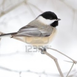 Mésange huppée | 36 Chemin Gosford, Bishopton, QC J0B 1G0, Canada | Phone: (819) 884-1232