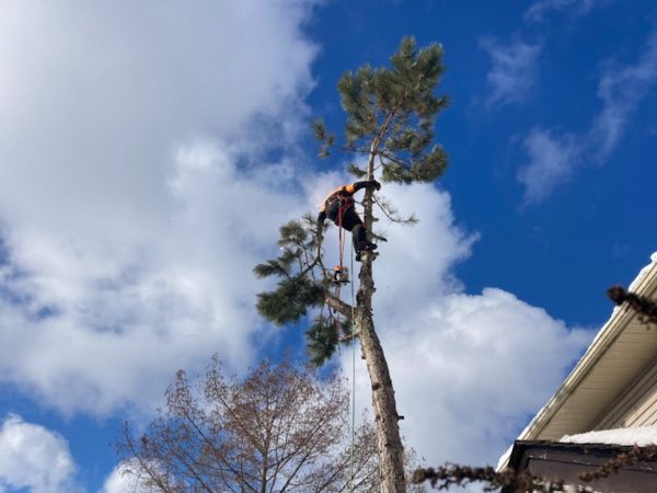 Family Tree Arborists | 693, Talmill Towers, 304 Talbot St, London, ON N6A 2T7, Canada | Phone: (519) 520-0806