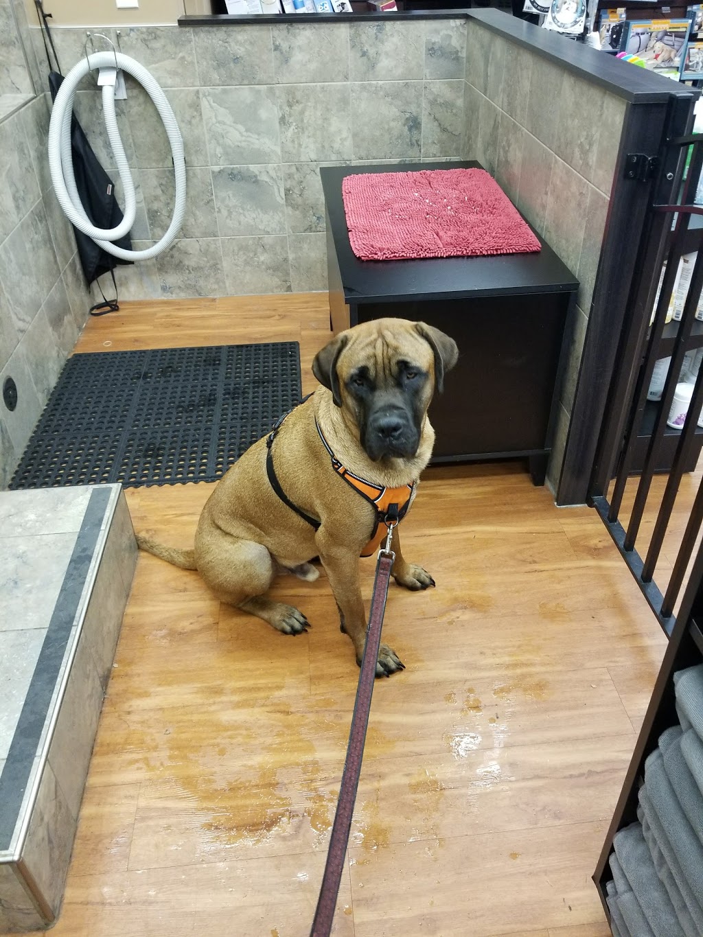 Pet Valu | 1250 Main Street North, Stittsville, ON K2S 1S9, Canada | Phone: (613) 836-6663