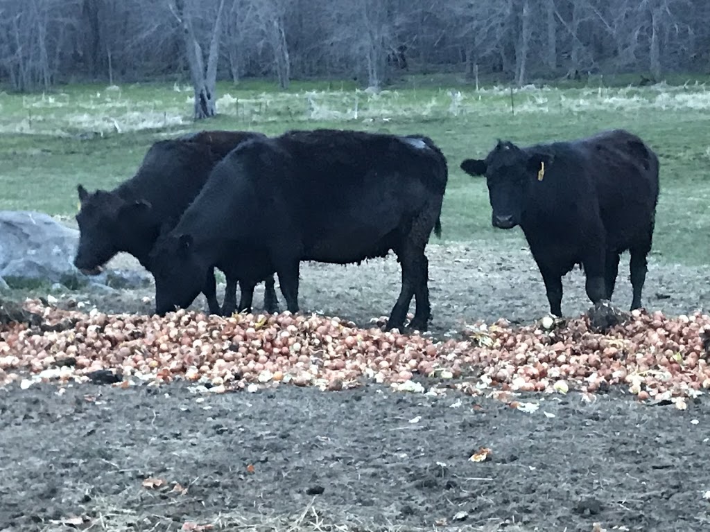 Agrifood Canada(AFC Halal Meat) | 3310 Concession Rd 7, Ramara, ON L0K 1B0, Canada | Phone: (416) 878-7947