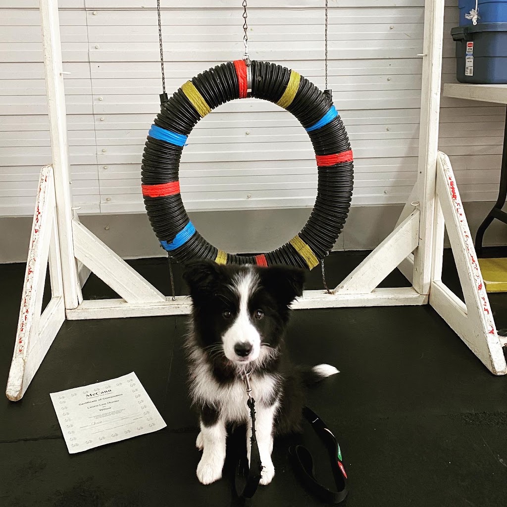 McCann Professional Dog Trainers | Brock Road, Hamilton, ON L9H 5E4, Canada | Phone: (905) 659-1888