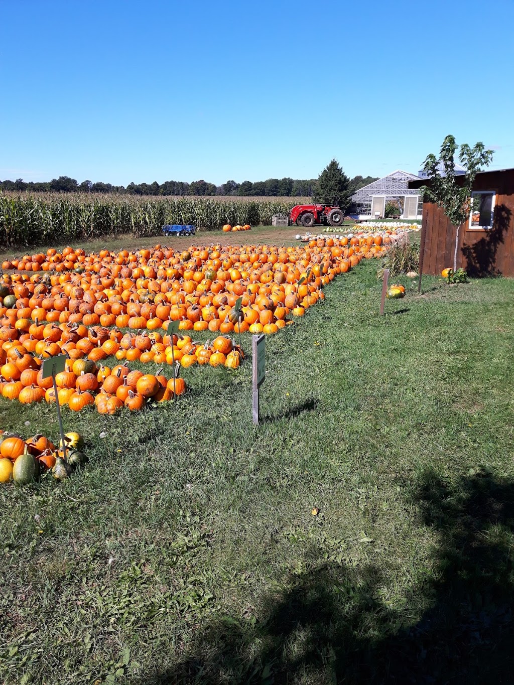 Andy & Maria Noorenberghe Farm | 8934 Glendon Dr, Mount Brydges, ON N0L 1W0, Canada | Phone: (519) 264-2969
