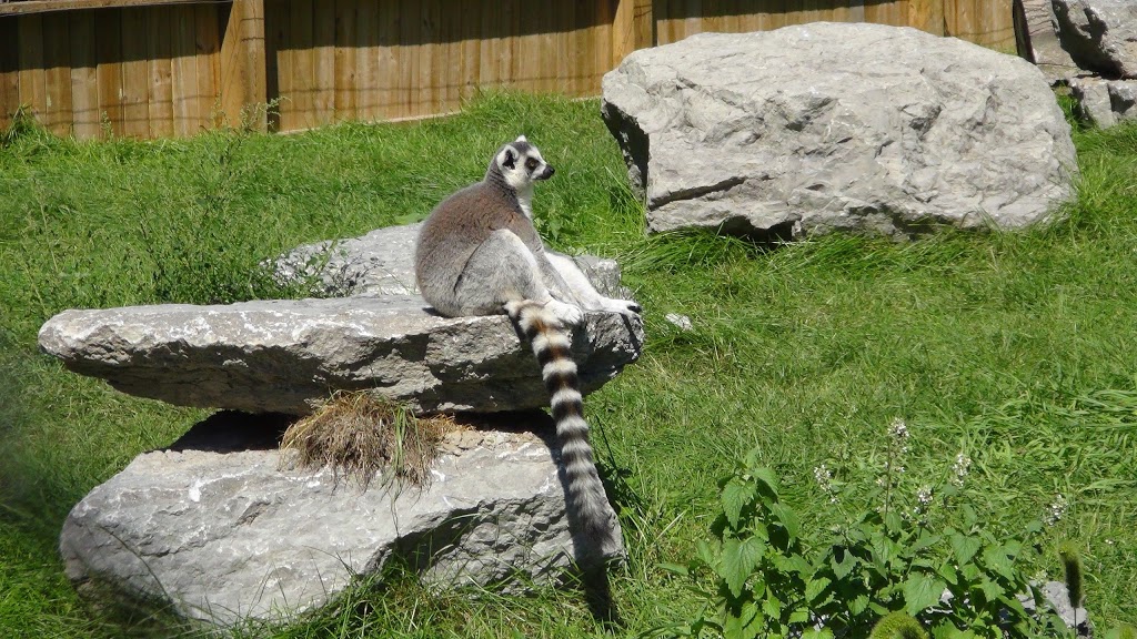 Bowmanville Zoo | 340 King St E, Bowmanville, ON L1C 3K5, Canada | Phone: (905) 623-0957