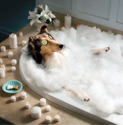 St Thomas Pet Salon | 25 Wilson Ave, St Thomas, ON N5R 3P9, Canada | Phone: (519) 633-3150