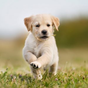 Island Veterinary Hospital | 10100 Westminster Hwy, Richmond, BC V6X 1B2, Canada | Phone: (604) 273-3158