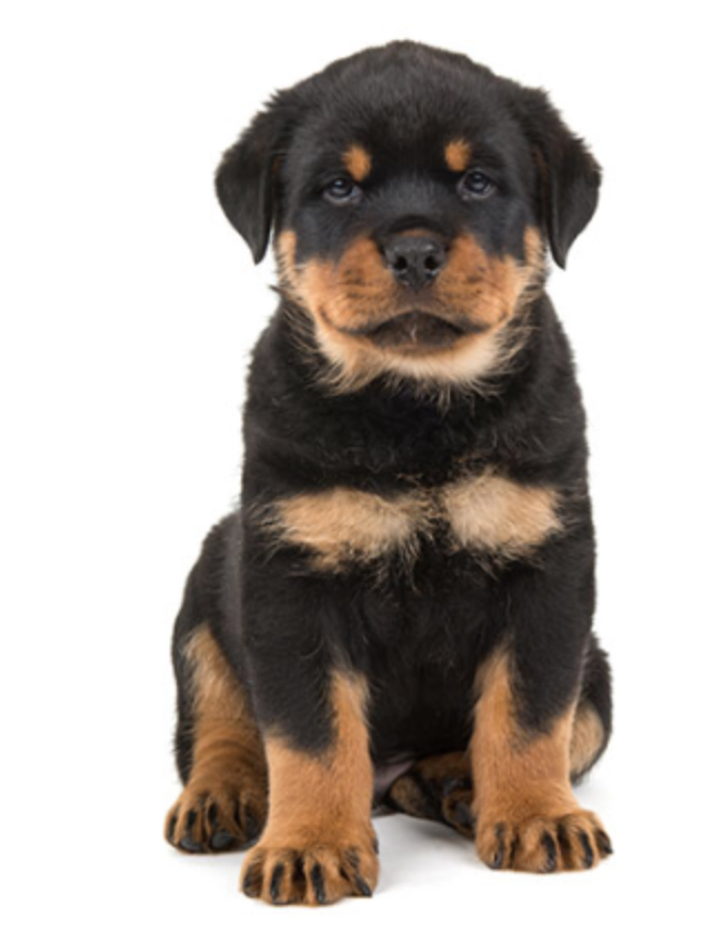 Rottweiler inc | 87 Berkshire Close NO, Calgary, AB T3K 1Z2, Canada | Phone: (403) 608-5614
