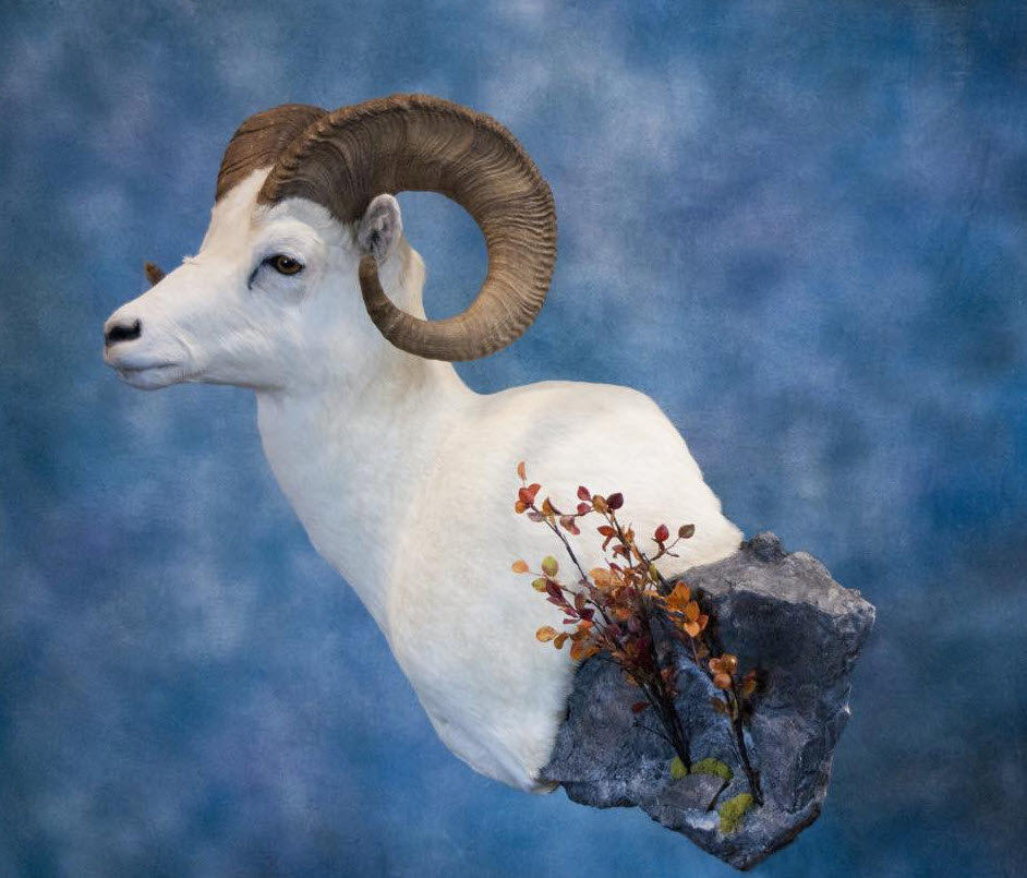 Alberta Taxidermy Studios Ltd | 4995 Centre Ave, New Sarepta, AB T0B 3M0, Canada | Phone: (780) 941-3800