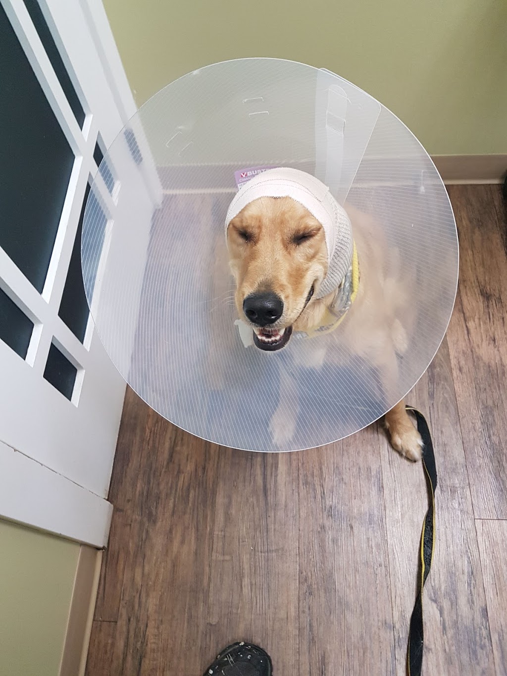 Sturgeon Animal Hospital | 665 St Albert Trail, St. Albert, AB T8N 3L3, Canada | Phone: (780) 419-2800