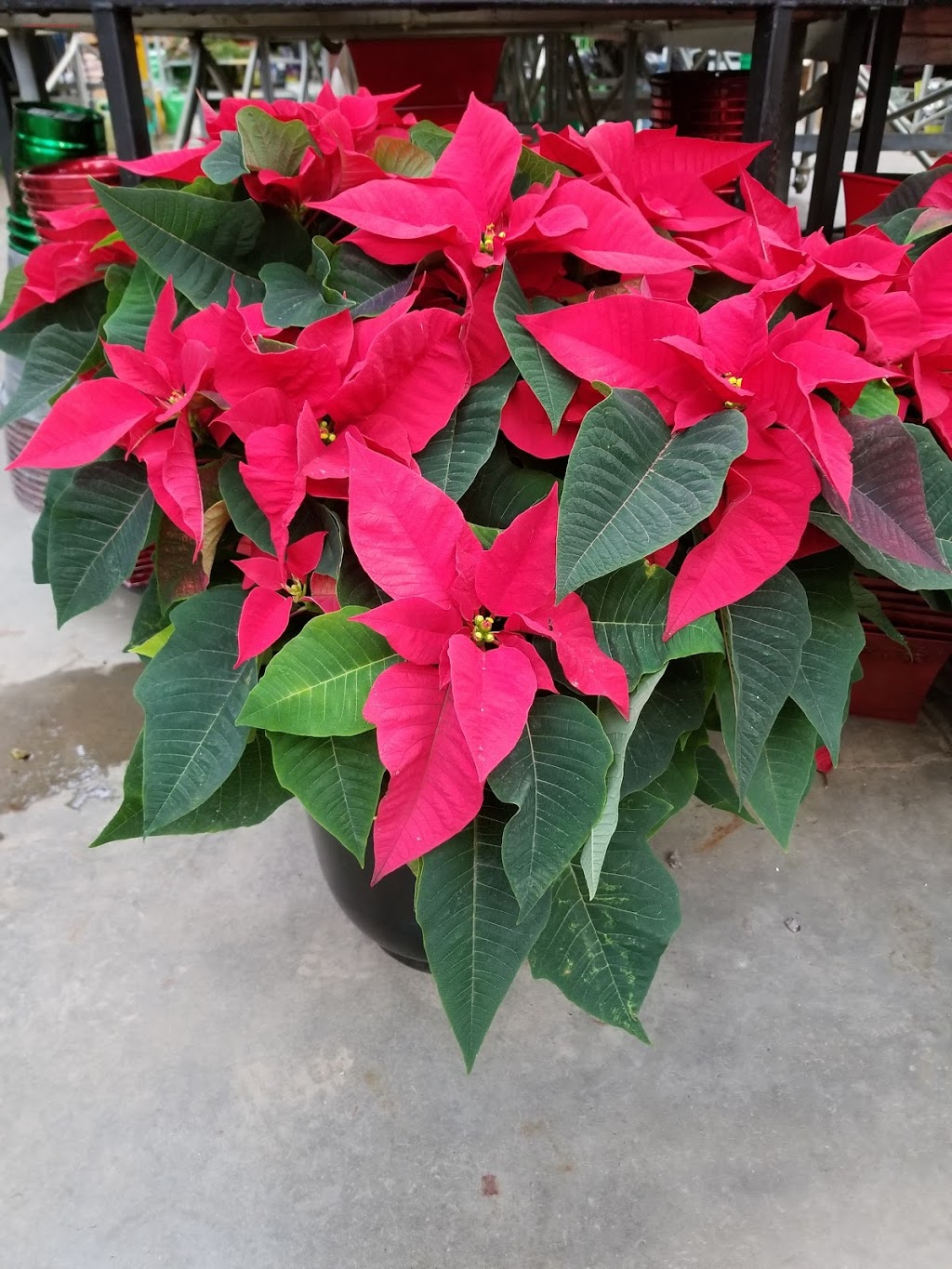 Innovative Landscaping | 1 Elm Dr #1210, Mississauga, ON L5B 4M1, Canada | Phone: (647) 990-2942