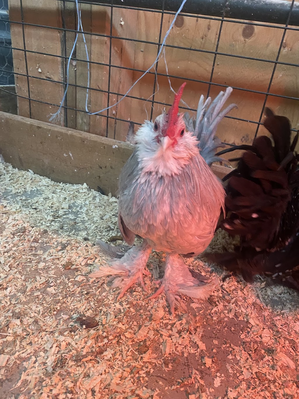 Manawan Farms | 56417 Queen Elizabeth II Highway, Alberta T8R 0G8, Canada | Phone: (780) 914-2084