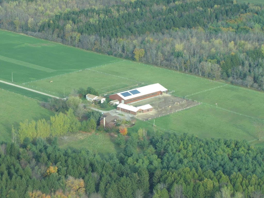 Bluebird Lane Fjords | 8150 Concession Rd 5, Moorefield, ON N0G 2K0, Canada | Phone: (226) 747-5188