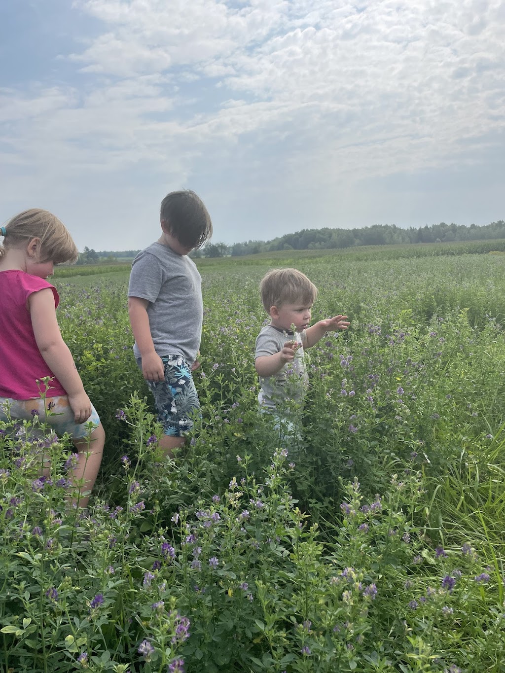 Gemme mon été à la ferme | 318 Av. des Érables, Brigham, QC J2K 0H1, Canada | Phone: (450) 522-9018