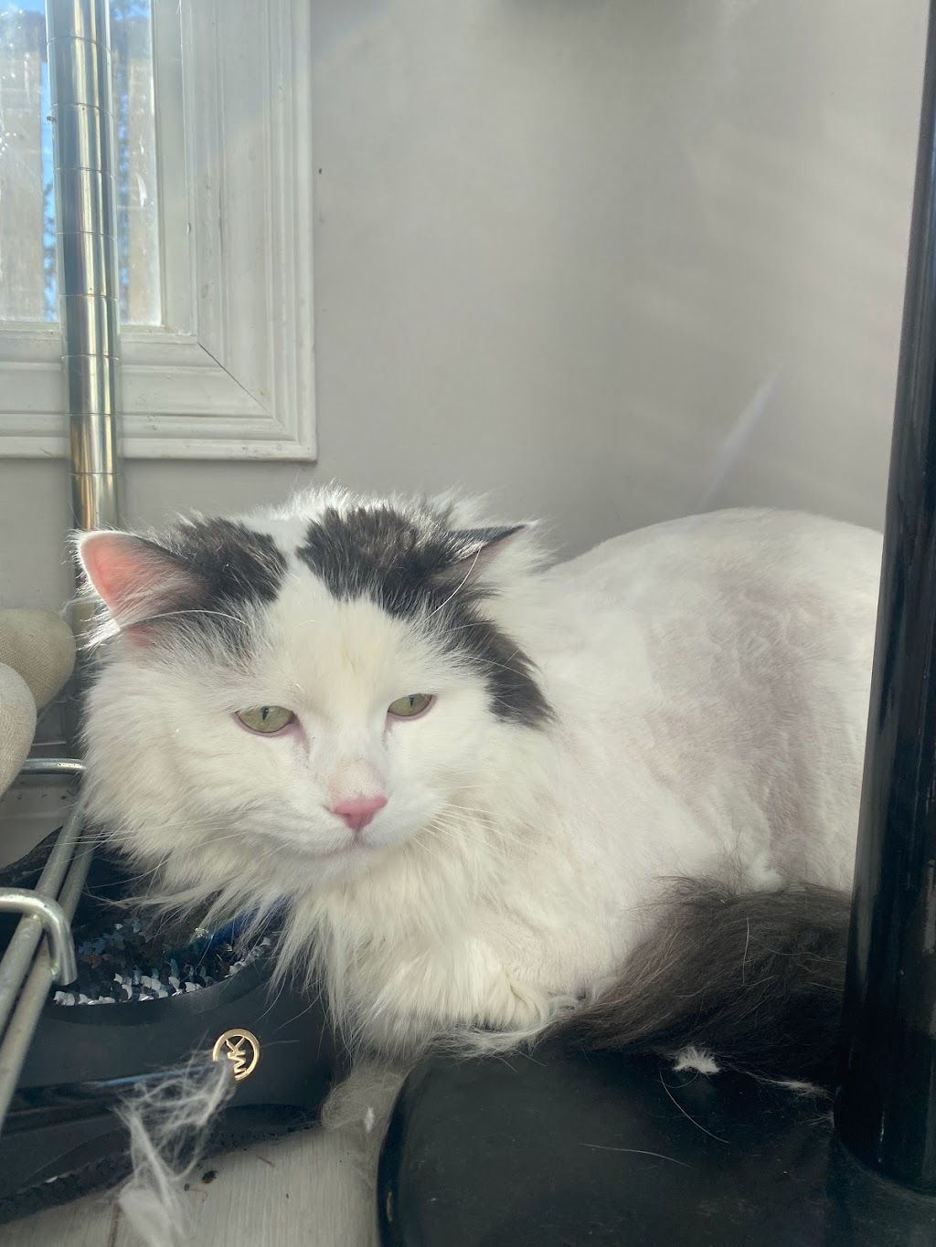 Anti-Floof Cat Grooming | 119 River Rock Pl SE, Calgary, AB T2C 4P5, Canada | Phone: (587) 897-1938