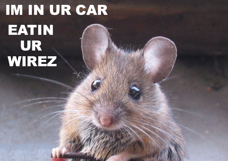 K&F Pest Control | 15793 ON-7, Perth, ON K7H 3C8, Canada | Phone: (613) 812-0443