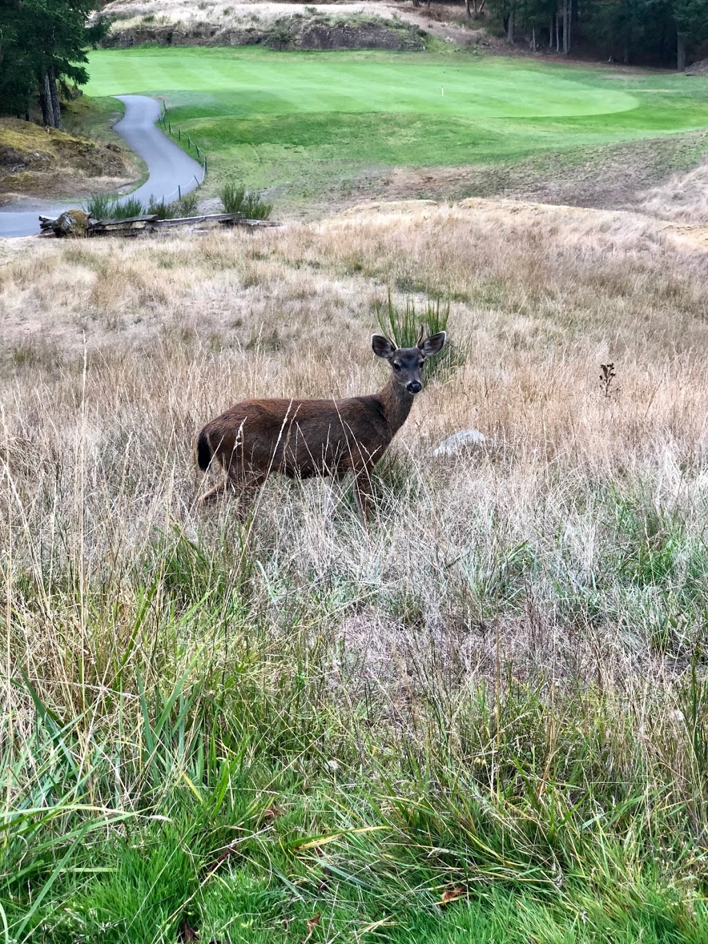 Olympic View Golf Club | 643 Latoria Rd, Victoria, BC V9C 3A3, Canada | Phone: (250) 474-3673