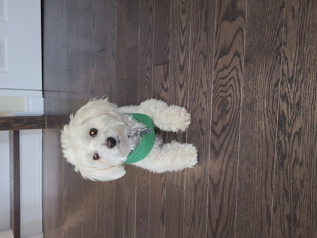 CDS Carpets | 3400 Keele St, North York, ON M3J 1L7, Canada | Phone: (416) 738-3864