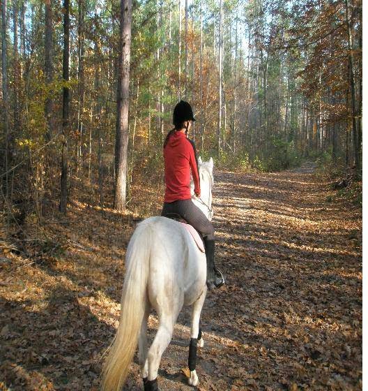 On the Forest Boarding | 17299 Kennedy Rd, Cedar Valley, ON L0G 1E0, Canada | Phone: (647) 836-0459