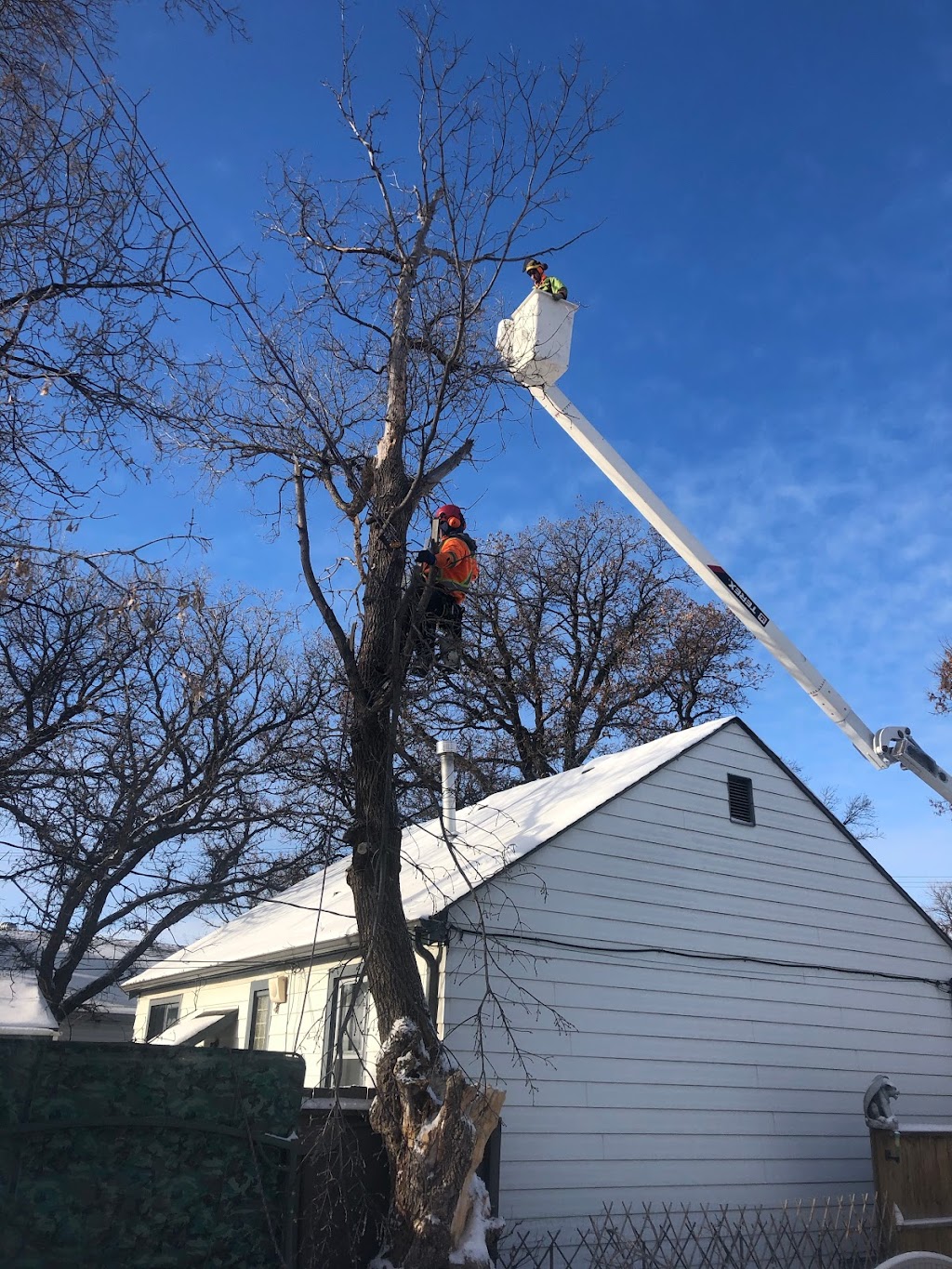 TNT Tree Service Ltd. | 81 Linacre Rd, Winnipeg, MB R3T 3G7, Canada | Phone: (204) 510-8514
