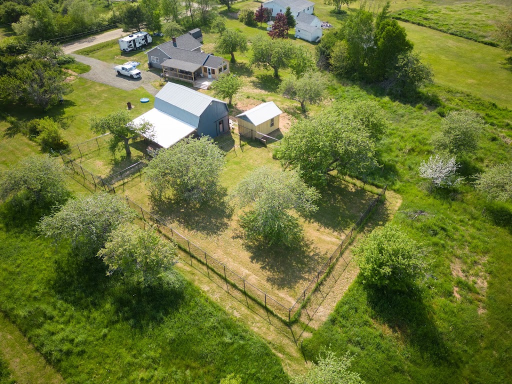 Rock & Stroll Dog Camp | 675 Marsh Rd, Round Hill, NS B0S 1A0, Canada | Phone: (902) 526-2921