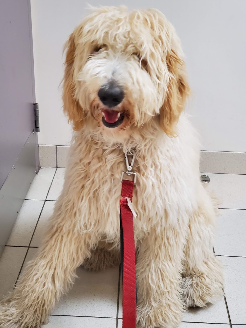 Veterinary Hospital Taché | 345 Boul Alexandre-Taché, Gatineau, QC J9A 1M3, Canada | Phone: (819) 777-5583