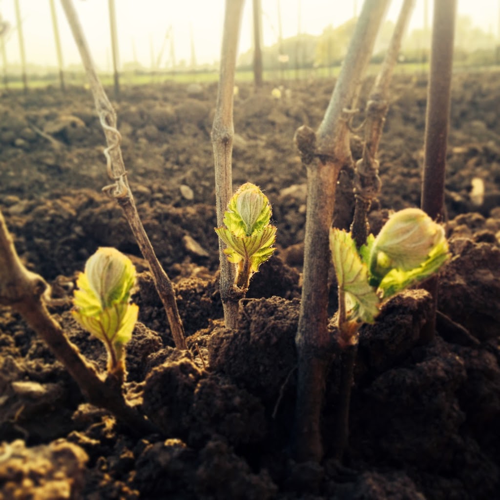 Trail Estate Winery | 416 Benway Rd, Hillier, ON K0K 2J0, Canada | Phone: (647) 233-8599
