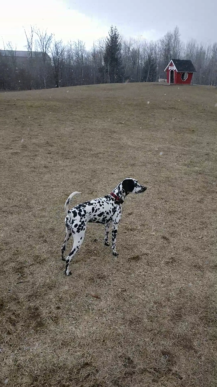 Fergus Dog Park | 840 Glengarry Crescent, Fergus, ON N1M 3W1, Canada