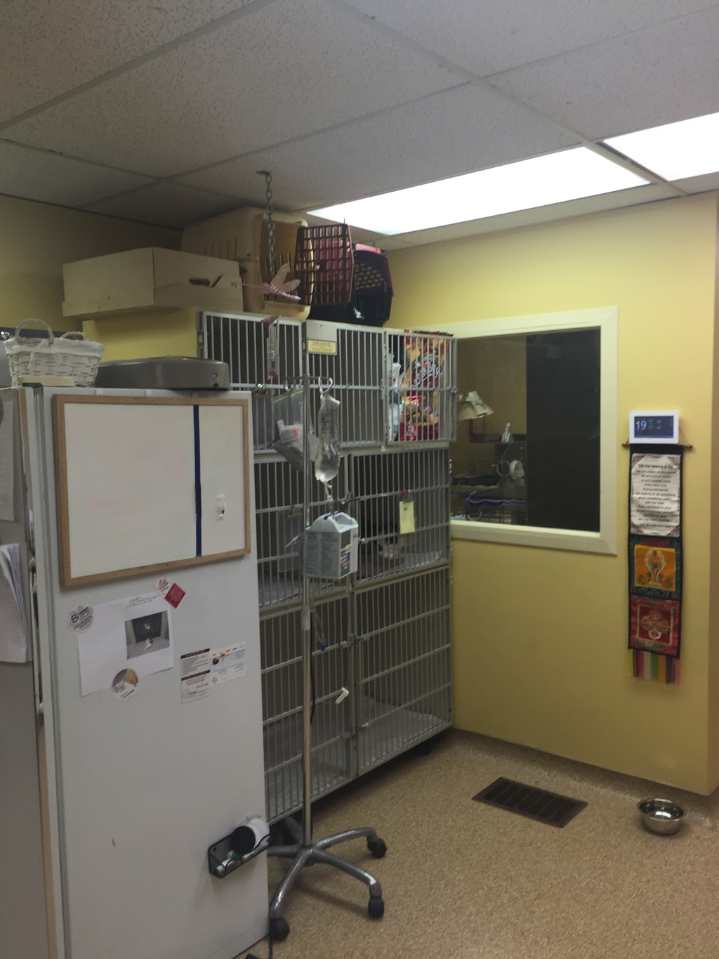 Sears Animal Hospital & Pet Rehabilitation | 87 Wharncliffe Rd S, London, ON N6J 2K2, Canada | Phone: (519) 661-0496