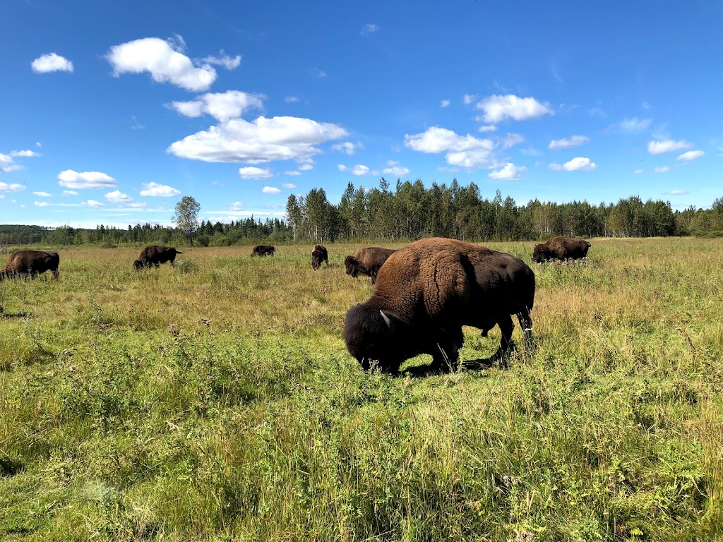 Rocky Mountain House National Historic Site Campground | Township Rd 392, Rocky Mountain House, AB T4T 2A4, Canada | Phone: (403) 845-2412 ext. 6