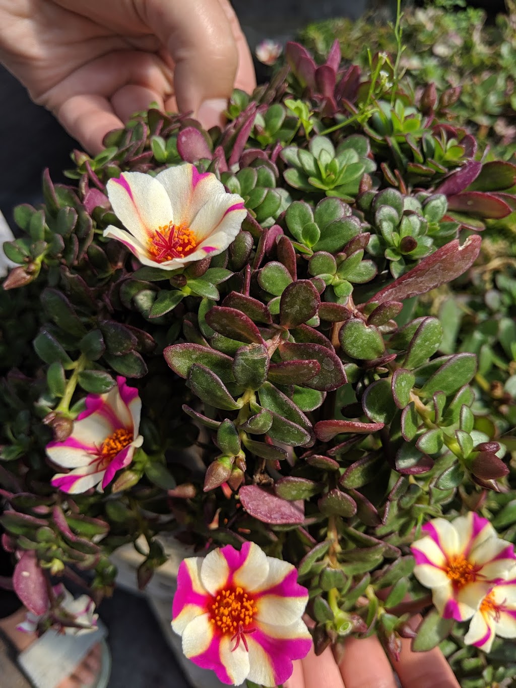 Sandhu Greenhouses | 9707 128 Ave, Osoyoos, BC V0H 1V2, Canada | Phone: (250) 689-0234