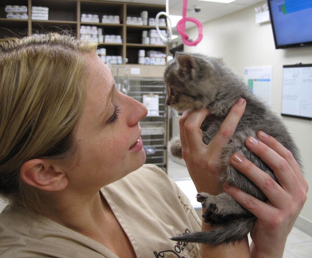 Amberlea Animal Hospital | 780 Kingston Rd b1, Pickering, ON L1V 0C5, Canada | Phone: (905) 420-7387