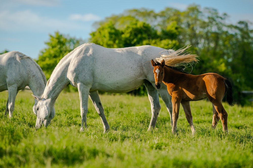 Pikturesque Farm | 1545 Rideau Ferry Rd, Perth, ON K7H 3C7, Canada | Phone: (613) 264-8187