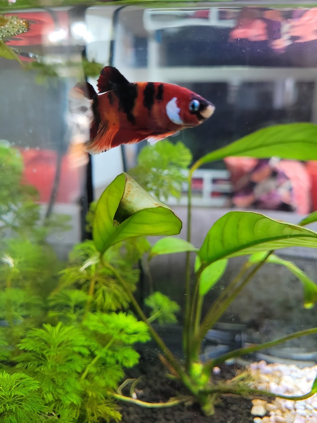 Luminous Aquatic | 553 Foster Ave, Coquitlam, BC V3J 0B5, Canada | Phone: (603) 831-3047