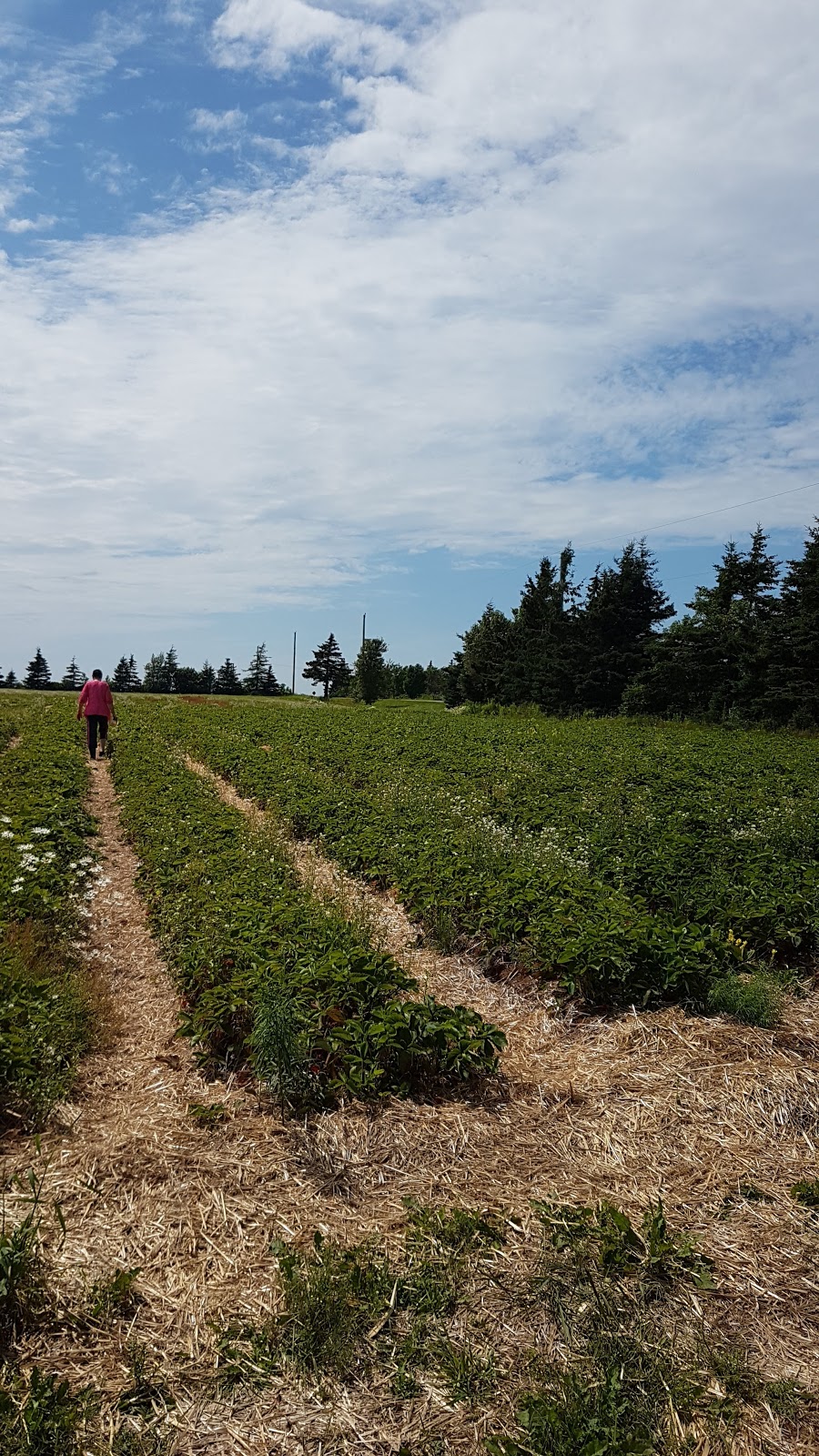 Coffins Berry Farm | 2255 PE-214, Mount Stewart, PE C0A 1T0, Canada | Phone: (902) 676-2975