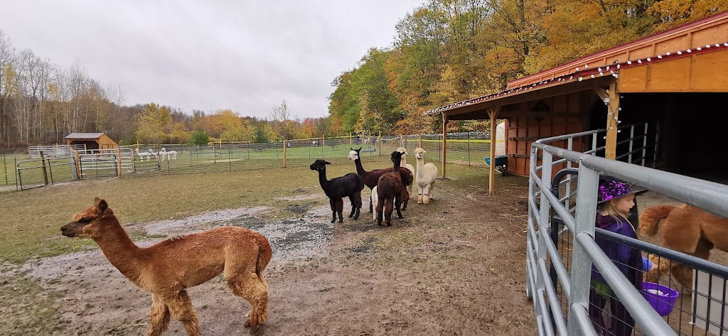 Alpaca Ridge Farms | 152 Smith Rd, Stirling, ON K0K 3E0, Canada | Phone: (705) 928-6773