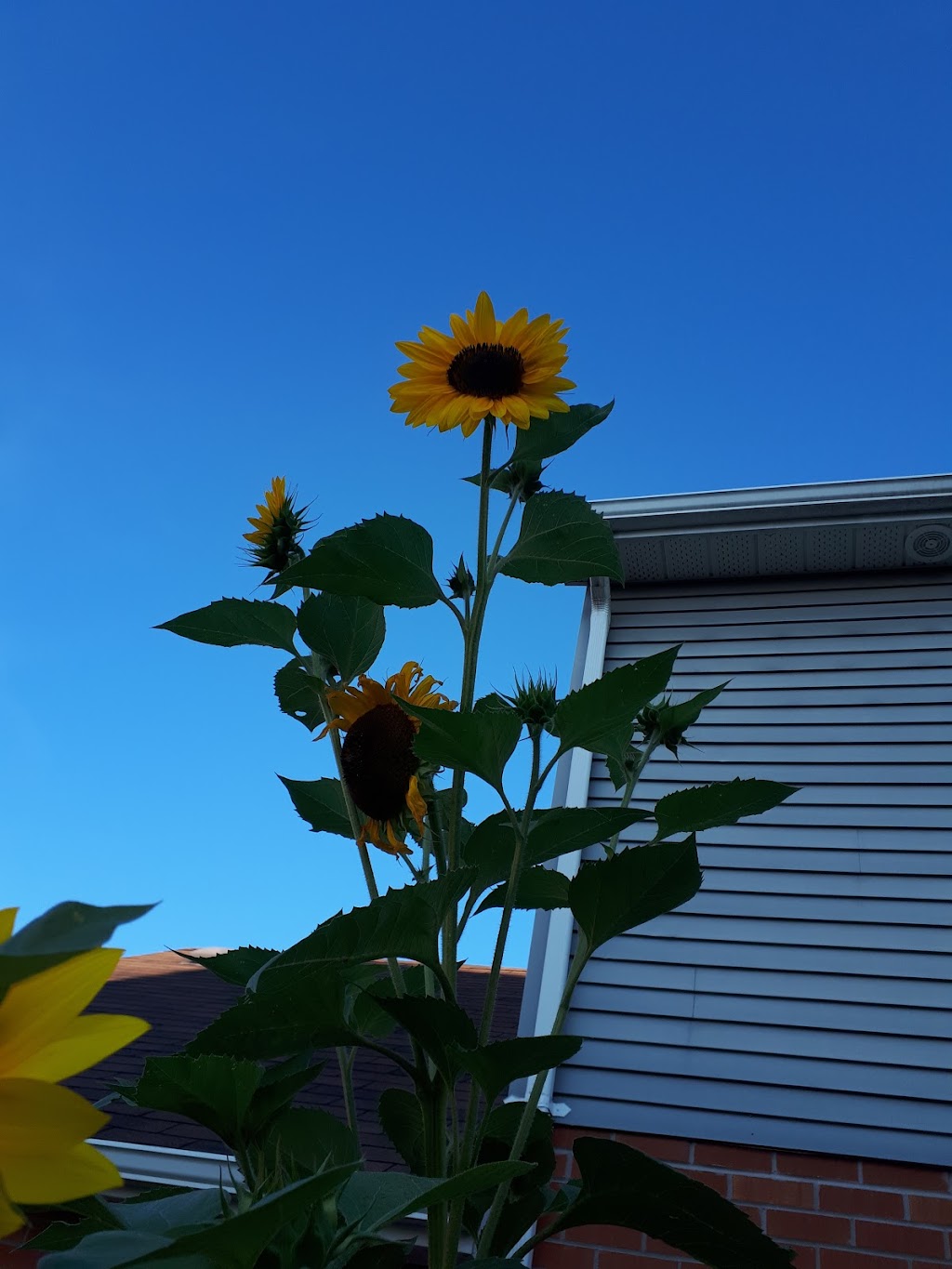 Sunshine Homes Non-Profit Inc | 572 Crystal Dr, Peterborough, ON K9J 8H9, Canada | Phone: (705) 749-3167