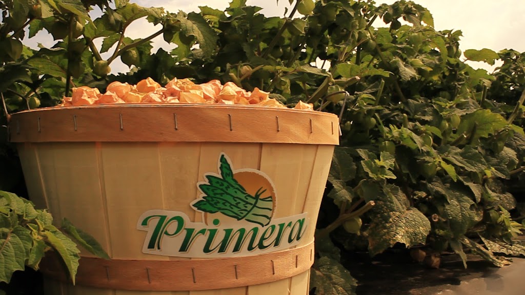 Asperges Primera | 1550 Rang St Albert, Saint-Thomas, QC J0K 3L0, Canada | Phone: (450) 803-6261