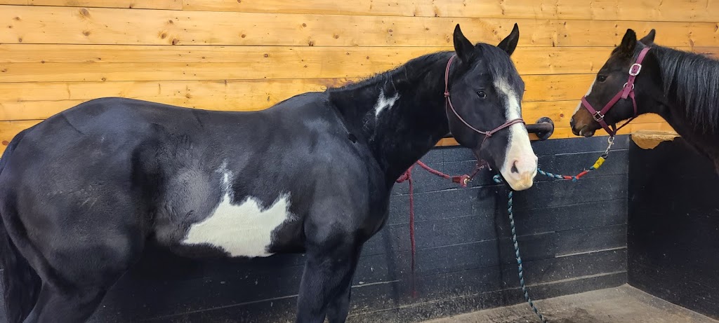 Coulee Equine Conditioning & Rehabilitation | Township Rd 334, Mountain View County, AB T0M 0K0, Canada | Phone: (403) 896-2077