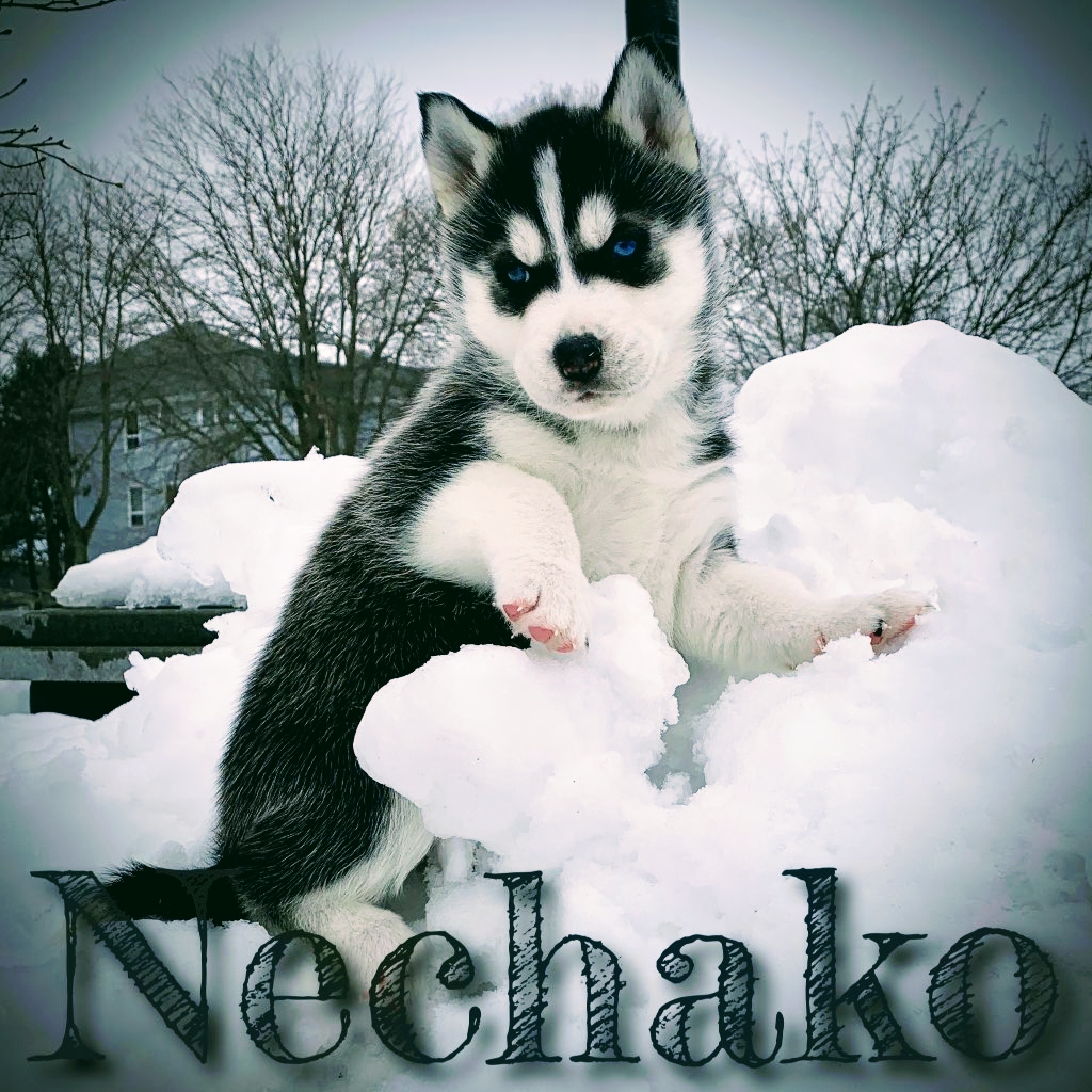 Snowsong Siberians and Cockapoos | 43 Albert St, Clinton, ON N0M 1L0, Canada | Phone: (519) 441-8183