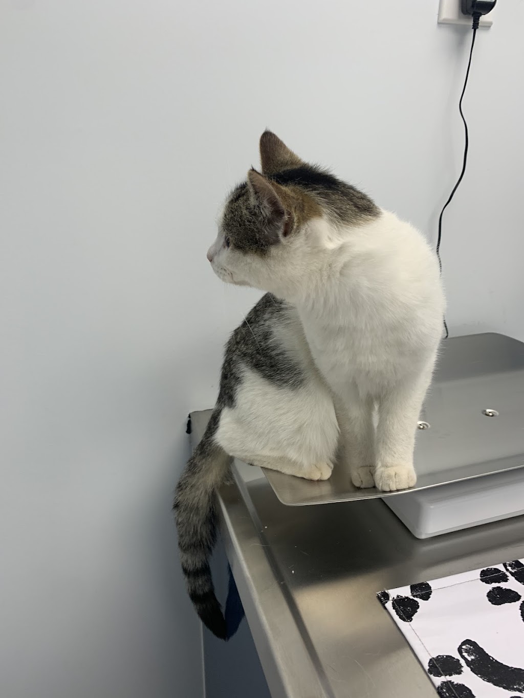 Ambleside Veterinary Hospital | 16412 Ellerslie Rd SW, Edmonton, AB T6W 4S8, Canada | Phone: (780) 433-0300