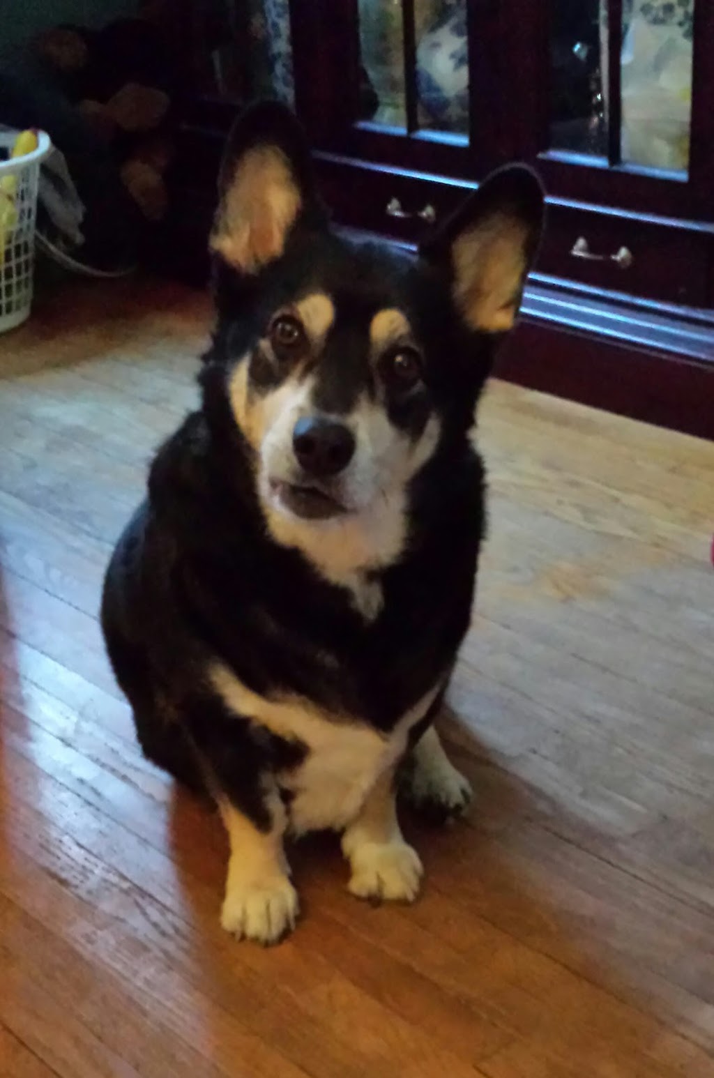 Moosonee Puppy Rescue | 1490 Falkenburg Rd, Bracebridge, ON P1L 1X4, Canada | Phone: (705) 764-1478