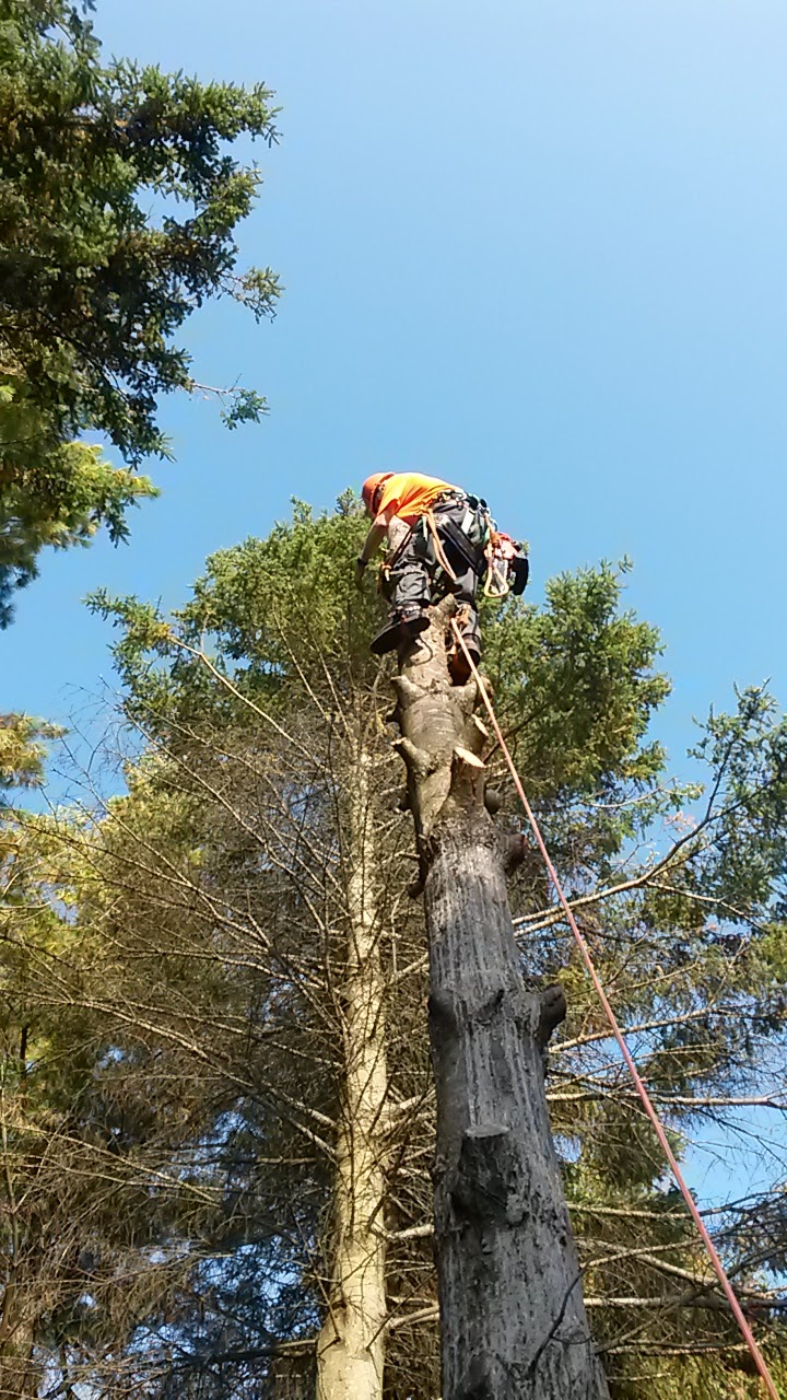 AJL Tree Service | 1891 Bowmanton Rd #2, Roseneath, ON K0K 2X0, Canada | Phone: (289) 829-1151