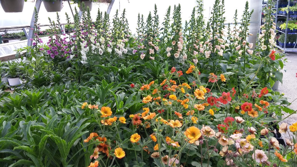 Kennedy Greenhouses | 11574 Kennedy Rd, Markham, ON L6C 1P3, Canada | Phone: (905) 887-1130