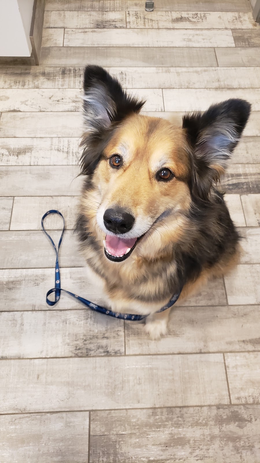 Crossroads Veterinary Clinic (CVC) | Arthur St W, Rosslyn, ON P7K 0P3, Canada | Phone: (807) 939-2616