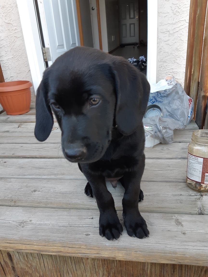 Green Acres Animal Hospital | 4631 24 Ave S, Lethbridge, AB T1K 7C1, Canada | Phone: (403) 327-8660