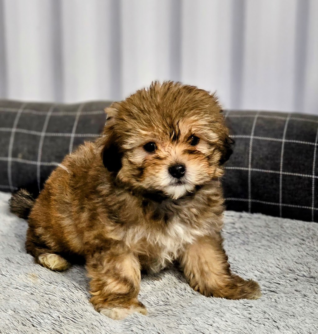 Adoptmycanin | 735 6e Rang, Saint-Calixte, QC J0K 1Z0, Canada | Phone: (514) 926-6909