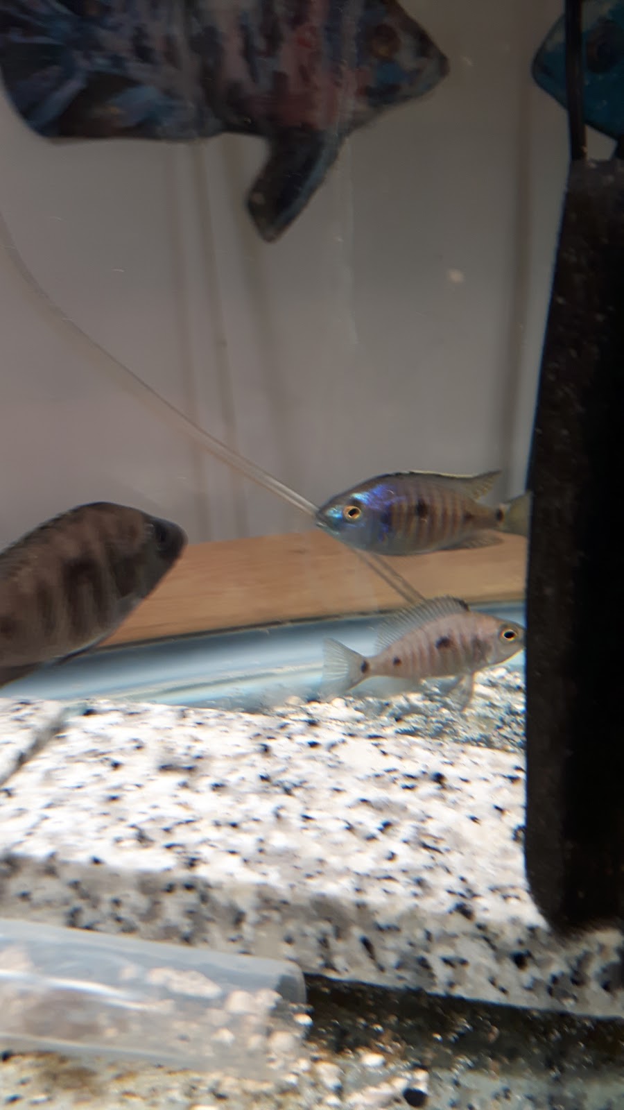 Mohawk Cichlids | Deserontyon Dr, Deseronto, ON K0K 1X0, Canada | Phone: (613) 604-3401