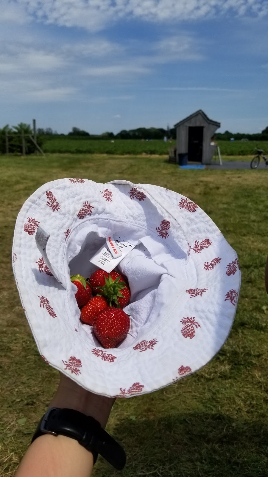 Tigchelaar Berry Farms Pick-your-own Strawberries | 4159 Jordan Rd, Jordan Station, ON L0R 1S0, Canada | Phone: (905) 658-2265