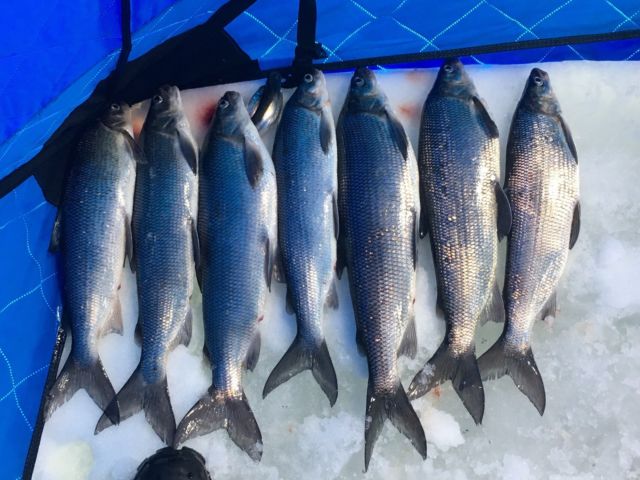 WINGS AND WATER OUTFITTERS | 105 Lumber Rd, Victoria Harbour, ON L0K 2A0, Canada | Phone: (705) 770-4146